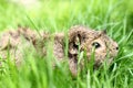 Guinea pig Royalty Free Stock Photo