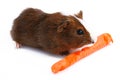 Guinea pig Royalty Free Stock Photo