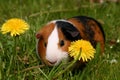 Guinea pig