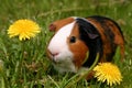 Guinea pig Royalty Free Stock Photo