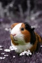 Guinea pig