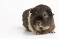 Guinea Pig Against White Background Royalty Free Stock Photo