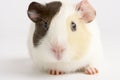 Guinea Pig Against White Background Royalty Free Stock Photo