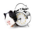 Guinea pig and alarm clock