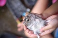 Guinea pig baby cavia porcellus  looking in asian child girl palm hands , cute pet  and owner on background Royalty Free Stock Photo