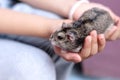 Guinea pig baby cavia porcellus  looking in asian child girl palm hands , cute pet  and owner on background Royalty Free Stock Photo