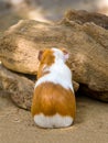 Guinea Pig with Back Turned