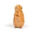 Guinea pig bags Royalty Free Stock Photo