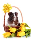 Guinea pig in a basket with a bow and flowers.