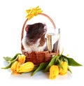 Guinea pig in a basket with a flowers and a champagne glass.