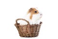 Guinea pig in basket