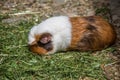 Guinea pig basks in the meadow Royalty Free Stock Photo