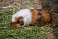 Guinea pig basks in the meadow Royalty Free Stock Photo
