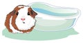 Guinea pig and bath