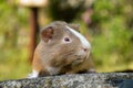 Beautiful photos of guinea pigs