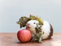 Guinea pig bite an apple.