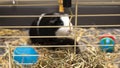 Guinea-pig black and white in its cage, little cute pet close-up with toys, food and straw Royalty Free Stock Photo