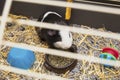 Guinea-pig black and white in its cage, little cute pet close-up with toys, food and straw Royalty Free Stock Photo