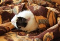 Guinea pig in the blanket Royalty Free Stock Photo