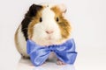 Guinea pig with a blue tie.