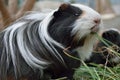 Guinea pig in a botanical garden