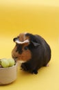 Guinea Pig with bowl Royalty Free Stock Photo