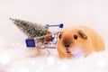 Guinea pig of breed California near the shopping cart with a Christmas tree on white background