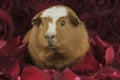 Guinea pig breed Golden American Crested in the petals of red roses