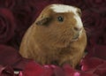 Guinea pig breed Golden American Crested in the petals of red roses