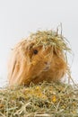 Guinea pig breed Sheltie in the hay.