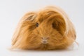 Guinea pig breed Sheltie.