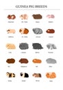 Guinea pig breeds poster in color.