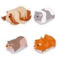 Guinea Pig Breeds Set with Peruvian, American Teddy, Skinny and Abyssinian. Pet Rodents