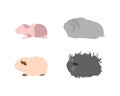 Guinea pig breedsr in silhouette style.