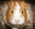 Guinea Pig Royalty Free Stock Photo