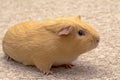 Guinea pig on carpet Royalty Free Stock Photo