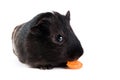 Guinea pig with carrot Royalty Free Stock Photo