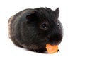 Guinea pig with carrot Royalty Free Stock Photo