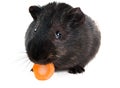 Guinea pig with carrot Royalty Free Stock Photo