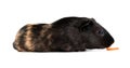 Guinea pig with carrot Royalty Free Stock Photo