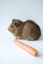 Guinea pig and carrot Royalty Free Stock Photo