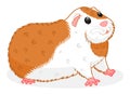 Guinea pig