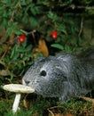 COBAYE DOMESTIQUE A POIL LONG cavia porcellus Royalty Free Stock Photo