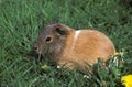 COBAYE DOMESTIQUE cavia porcellus Royalty Free Stock Photo