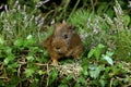 COBAYE DOMESTIQUE cavia porcellus Royalty Free Stock Photo