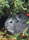 COBAYE DOMESTIQUE A POIL LONG cavia porcellus Royalty Free Stock Photo