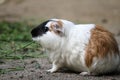 Guinea pig Cavia porcellus, also known as cavy, eating green grass