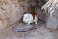 Guinea pig or Cavia porcellus is bred for food in Andes Mountains