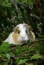 COBAYE DOMESTIQUE cavia porcellus Royalty Free Stock Photo