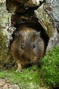 COBAYE DOMESTIQUE cavia porcellus Royalty Free Stock Photo